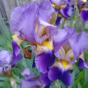 Beautiful Unique Iris Bulbs